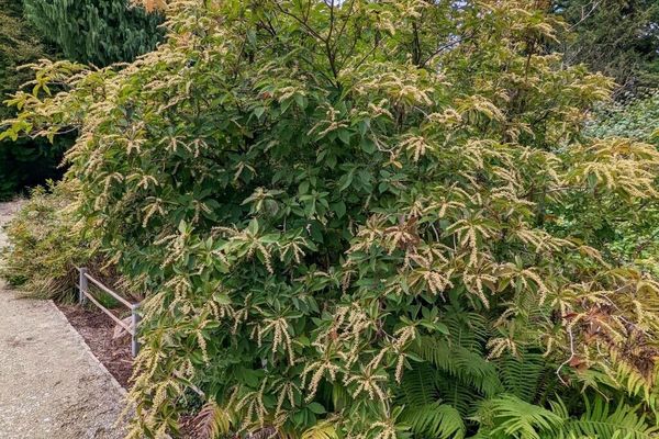 Clethra
