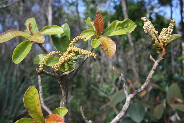 Clethra scabra