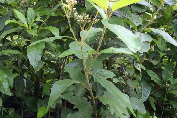 Clibadium surinamense