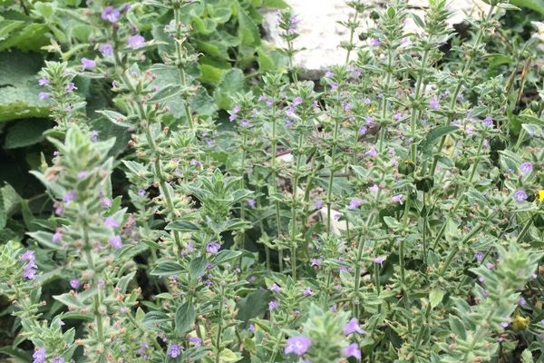Basil thyme