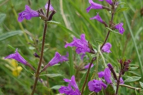 Alpine calamint