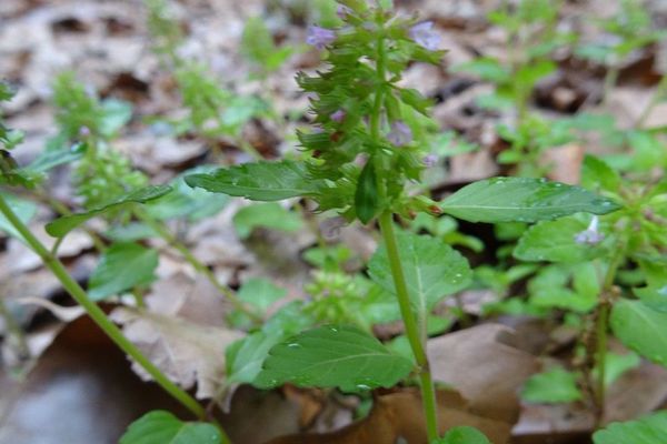 Slender wild basil