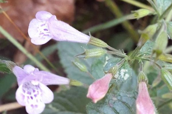 Greater calamint