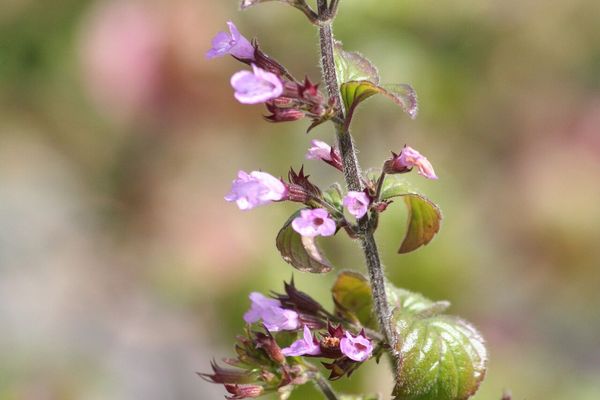 Calamint