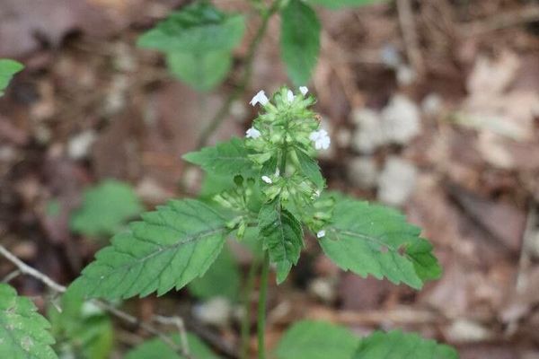 Clinopodium micranthum