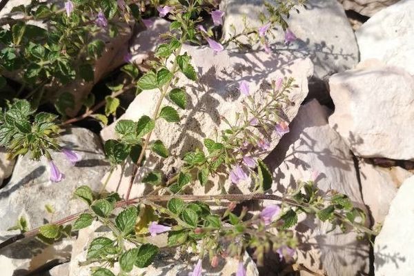 Lesser calamint