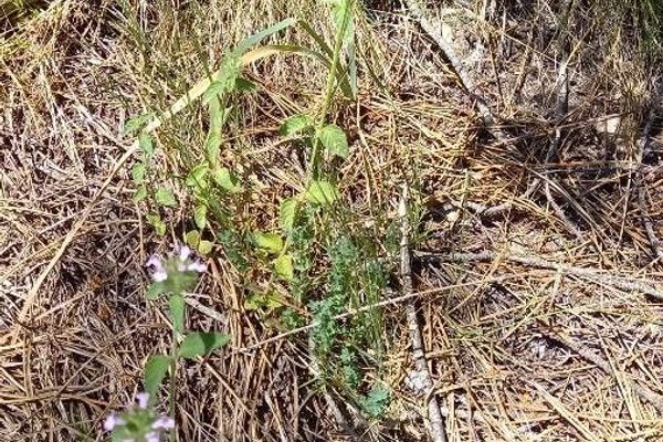 Cushion calamint