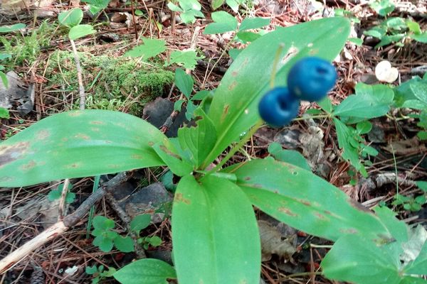Corn-lily