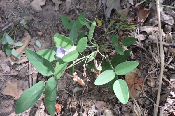 Butterfly-pea