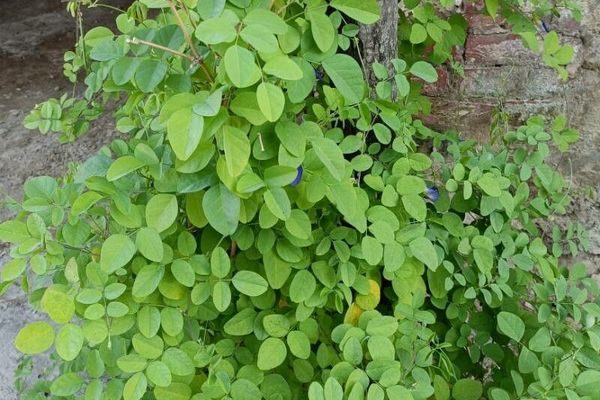 Cordofan-pea
