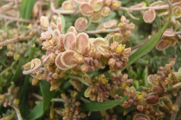 Disk cress