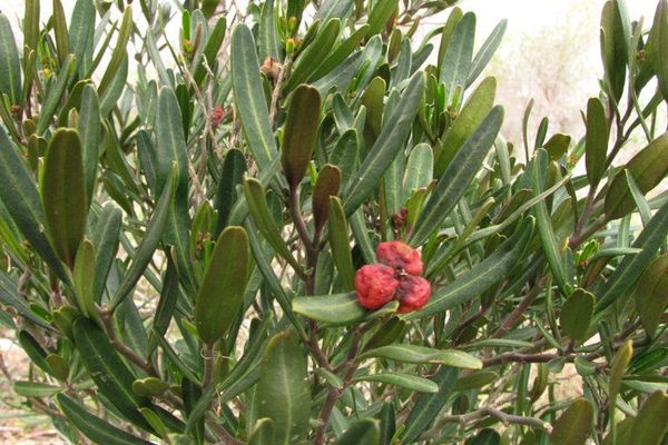 Spurge olive