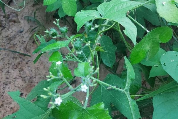 Bull-nettle