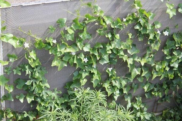 Ivy gourd