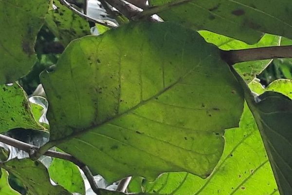 Coccoloba caracasana