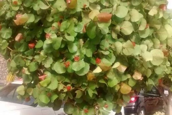 Platterleaf