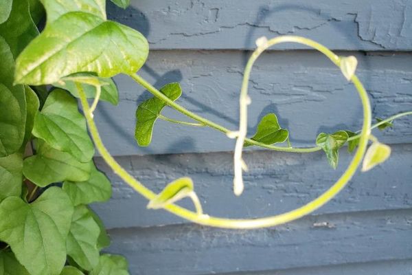 Carolina moonseed