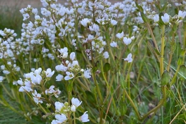 English scurvygrass