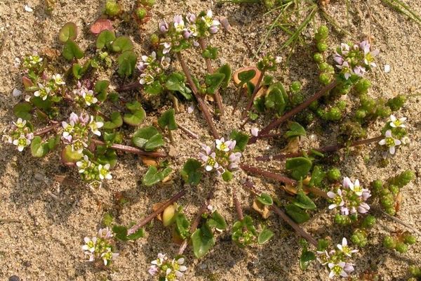 Danish scurvy grass