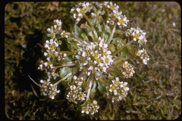 Danish scurvygrass