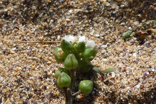Scurvy-grass