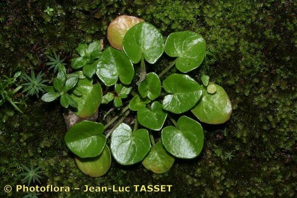 Pyrenean scurvygrass
