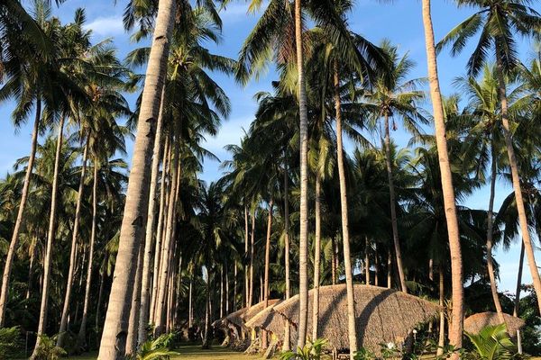 Coconut