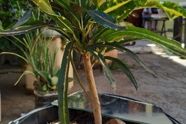 Variegated croton