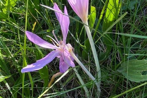 Colchicum