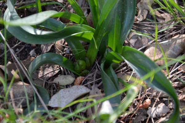 Colchicum bulbocodium