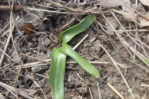 Colchicum longifolium