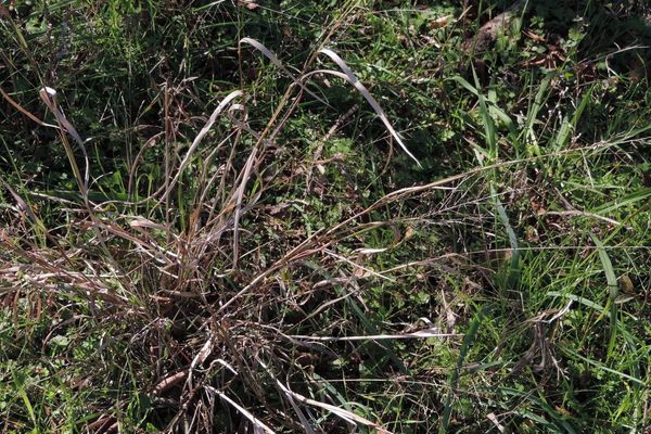 Beaked panicgrass