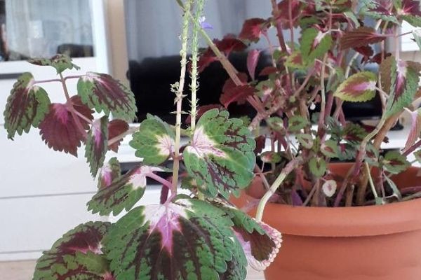 Coleus