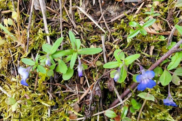 Maiden blue eyed mary