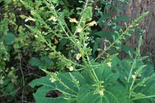 Northern horsebalm
