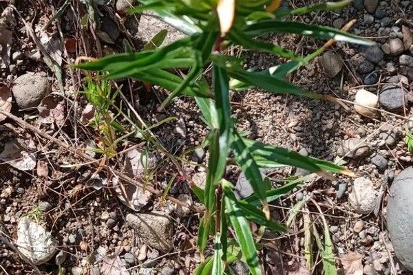 California strawflower