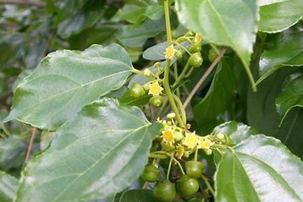 Wild coffee
