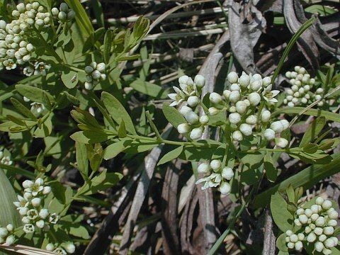 Bastard toadflax