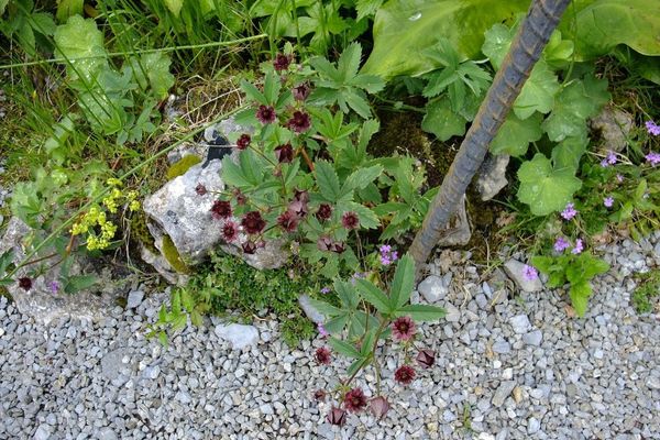 Marsh cinquefoil