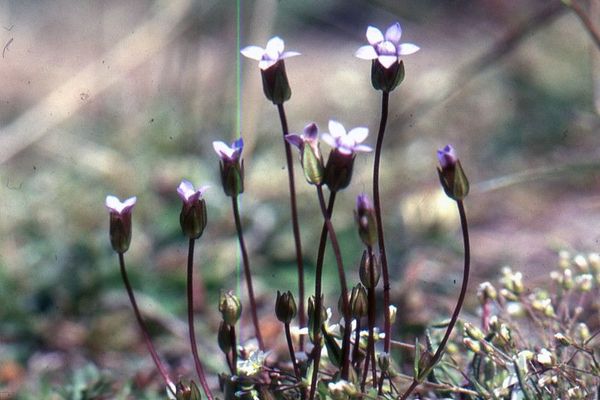 Samiland-gentian