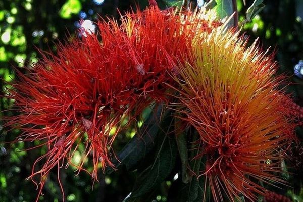 Combretum fruticosum