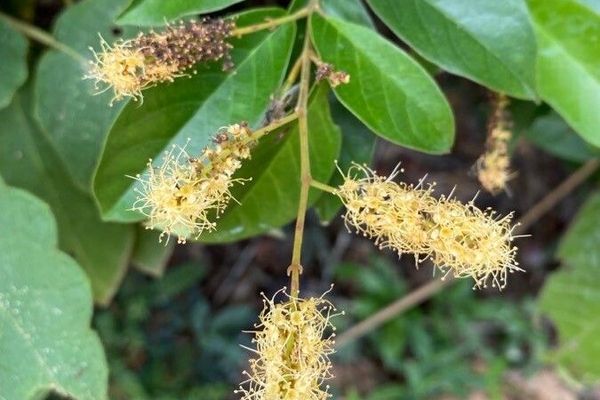 Combretum laxum