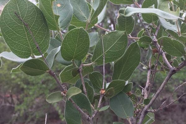 Velvet bushwillow