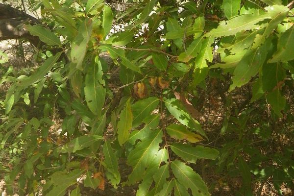 Combretum nigricans