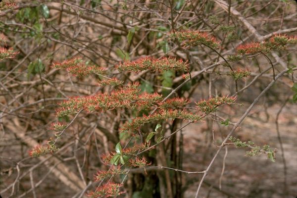 Fire vine