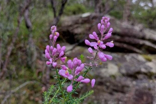 Heath milkwort