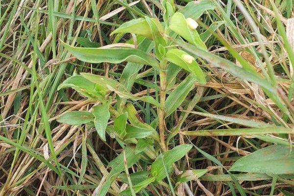 Wandering jew