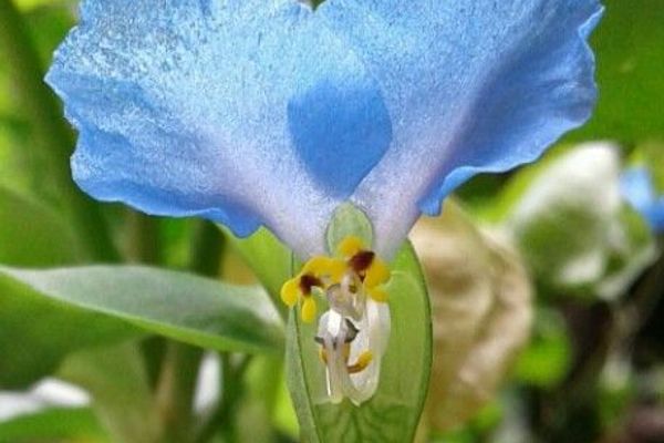 Benghal dayflower