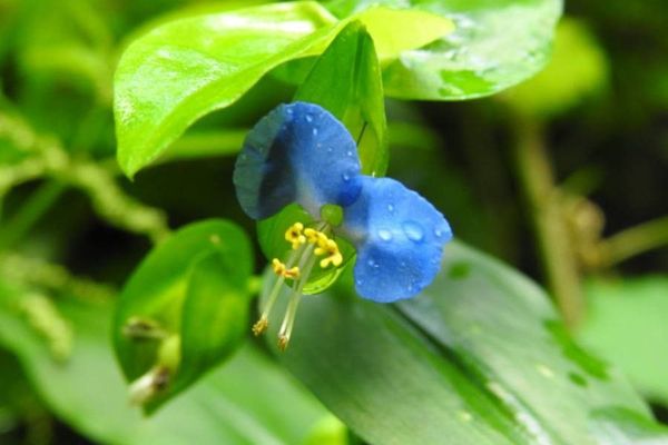 Asiatic dayflower