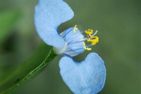 Climbing dayflower